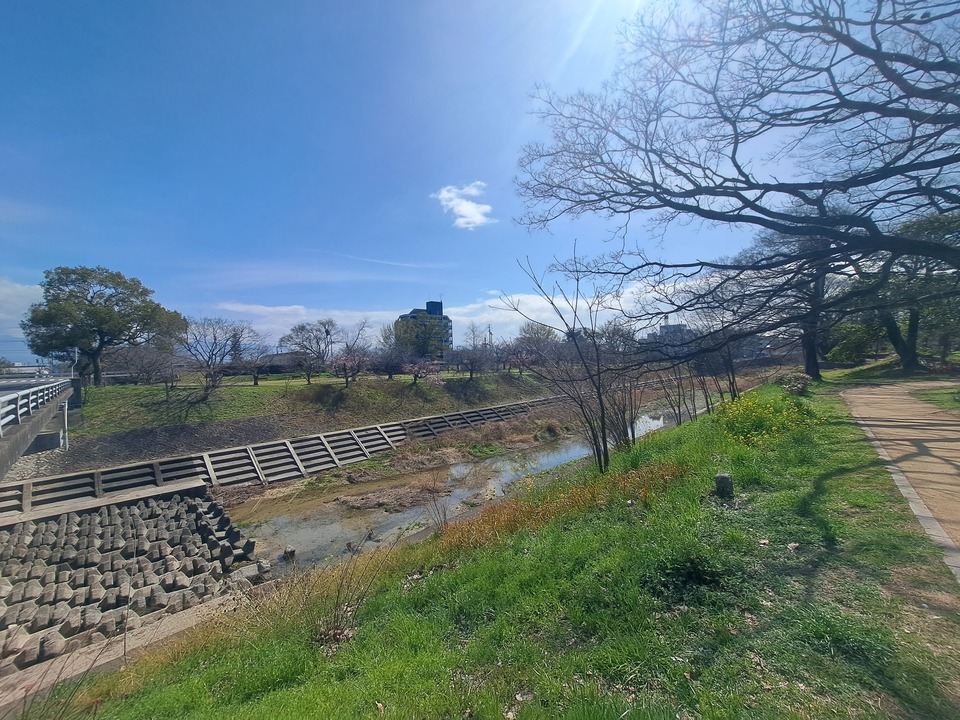 石手川緑地公園（中村橋）